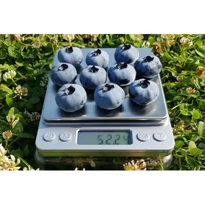 CHANDLER / ЧЕНДЛЕР