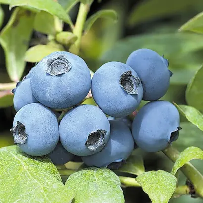 Chanticleer / Шантеклер