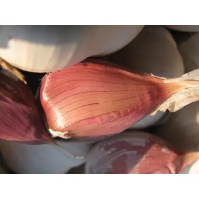 Золочівський замок