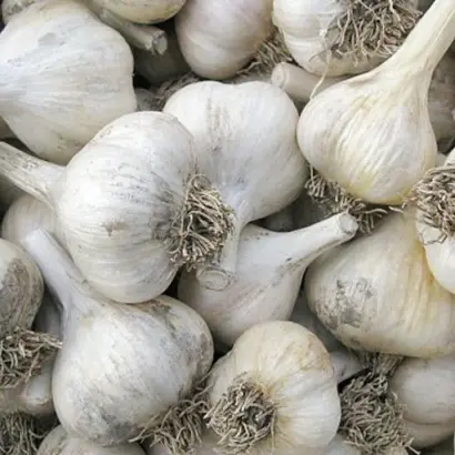 Мереф'янський білий