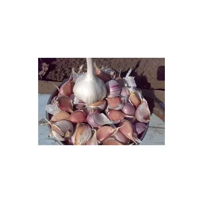 Unikat / Унікат