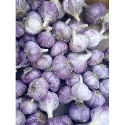 Харьковский фиолетовый / Харківський фіолетовий