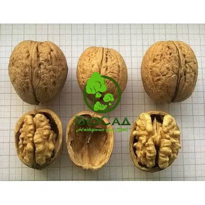 Біт харківський