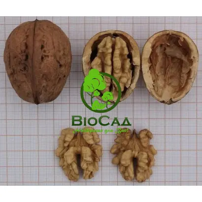 Боришківецький 1