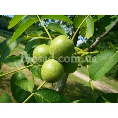 Буковинский 1 / Буковинський 1