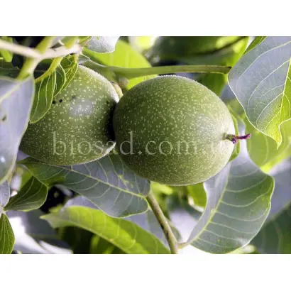 Буковинский 2 (8804524) / Буковинський 2