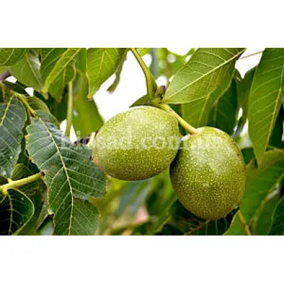 Клишковский / Клішківський