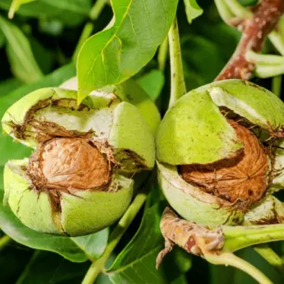 Лисичанський