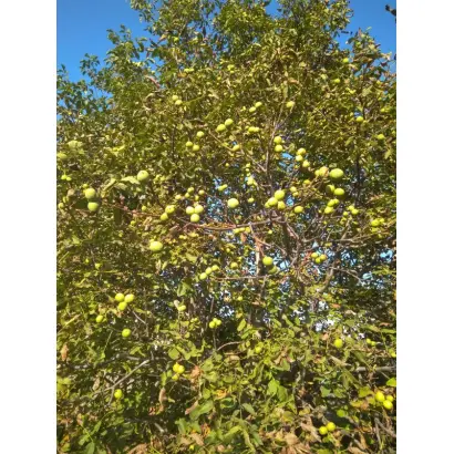 Пам'яті Затокового