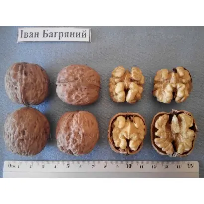 Подільський Бокоплідний