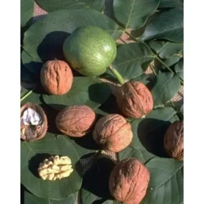 Ronde de Montignac / Ронд де Монтиньяк