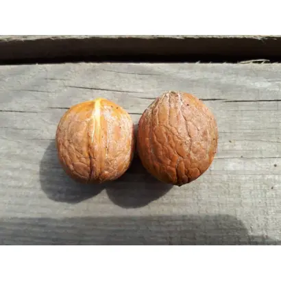 СЕР МАДЖЕСТІК