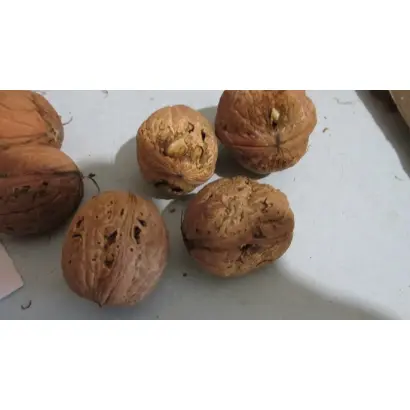 Стрижавський Паперовий