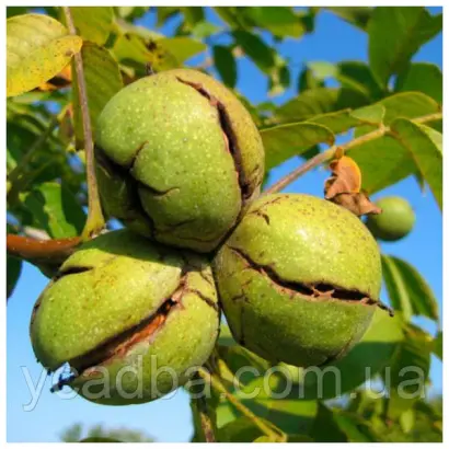 TIMOFEI / ТІМОФЕЙ