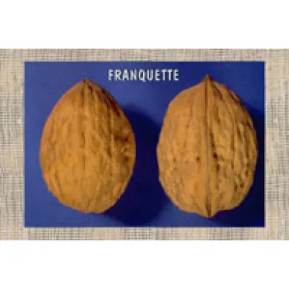 Franguette / Франкет