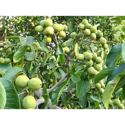 Chandler / Чандлер