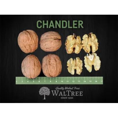 ChANDLER А1 / ЧАНДЛЕР А1