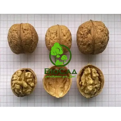 Чернивецкий 2 / Чернівецький 2