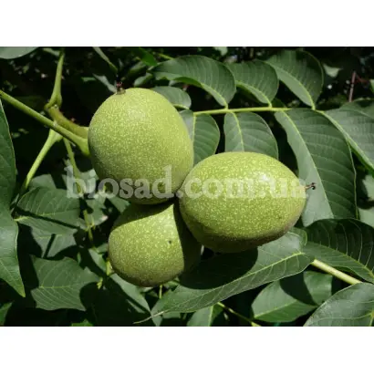 Буковинская бомба / Буковинська бомба