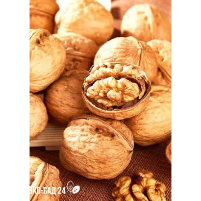 Калашарский