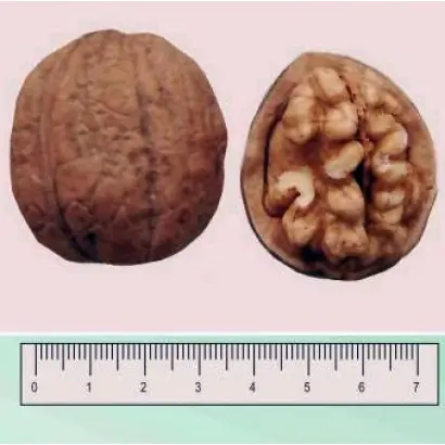 Коржеуцкий