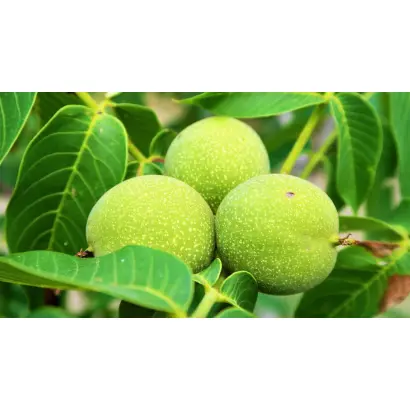 Meylannaise / Меланез