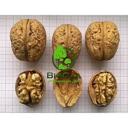 Прикарпатский / Прикарпатський