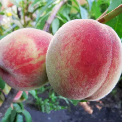 Днепровский / Дніпровський