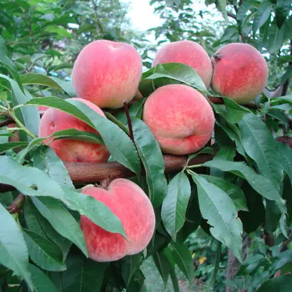 Киевский ранний / Київський ранній