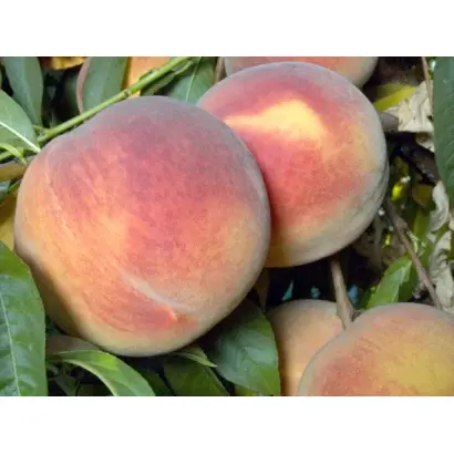 Laurol 1 / Лаурол 1