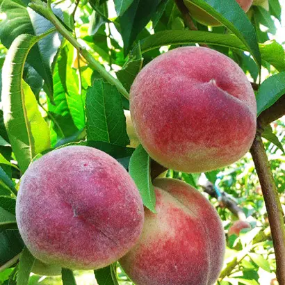 Лесостепной / Лісостеповий