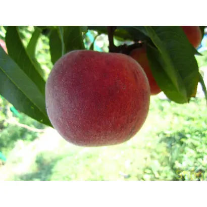 Любимець II / Любимець ІI