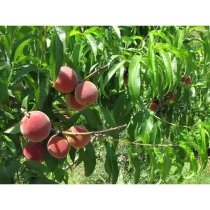 Manchzhurskyi 2 / Маньчжурський 2