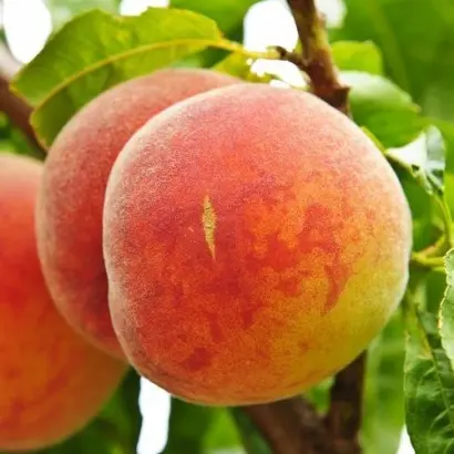 Мостиський