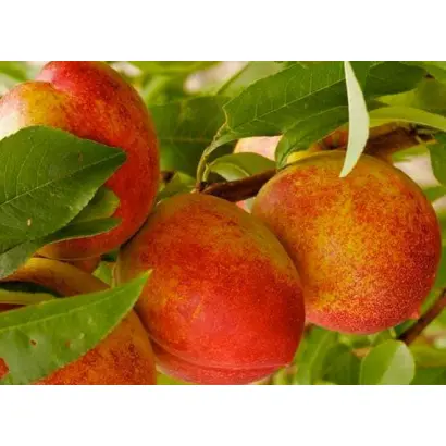 Нектарин киевский / Нектарін київський