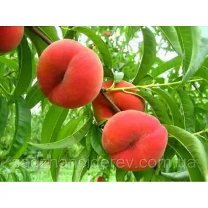 Оксамитовий