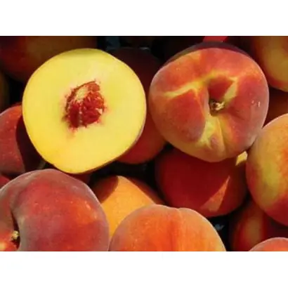 P. F. 25.1 / П. Ф. 25.1