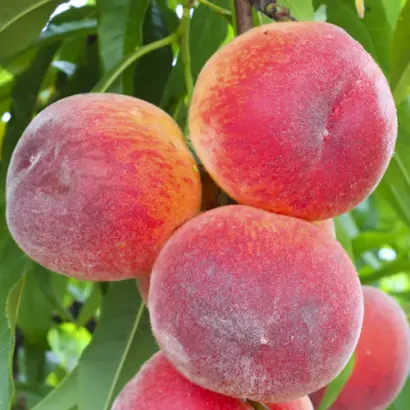 P.F. 24-007 / П.Ф. 24-007