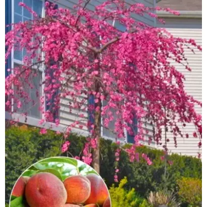 Pajalade / Пажалад