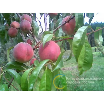 Пам'ять Гришко