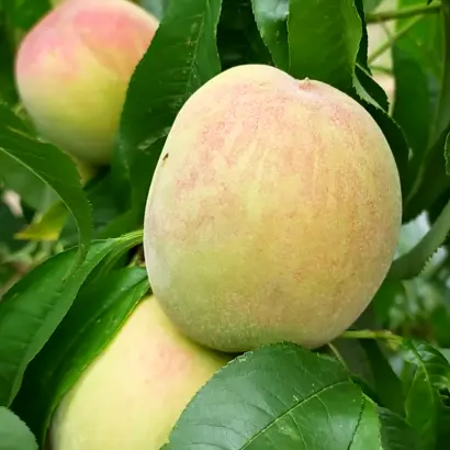 Память Шевченко / Пам'ять Шевченка