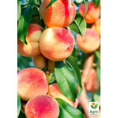 Печерський