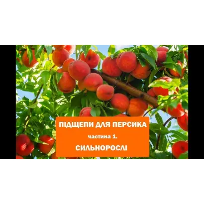 Подвойный 1 / Підщепний 1