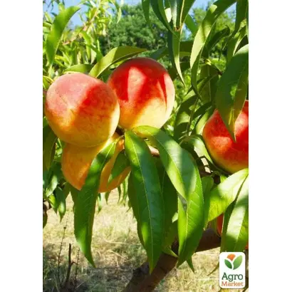 Подарок Киева / Подарок Києва