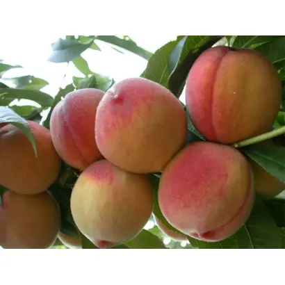 Ювілейний Сидоренка