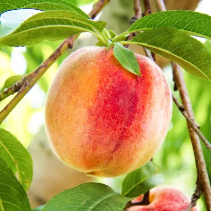 Золотистый / Золотистий