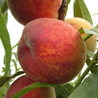 Иван Тупицын / Іван Тупіцин