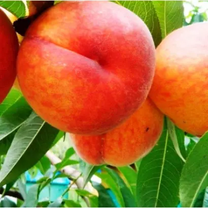 Июнский / Іюньський