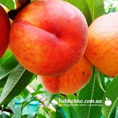 Іюньський ранній