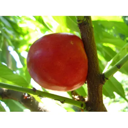 Кримсон Голд / Крімсон Голд